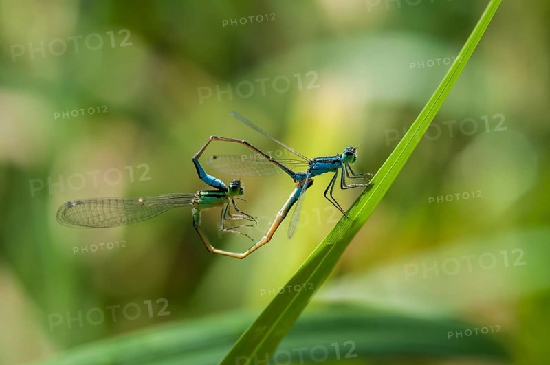 Blue-tailed Damselfly (Ischnura elegans) pair mating