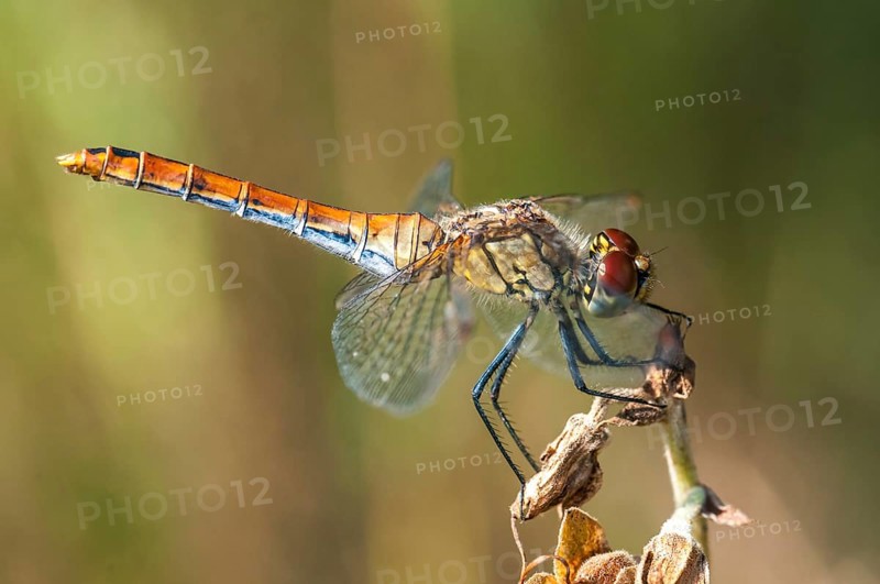 Vagrant Darter (Sympetrum vulgatum)