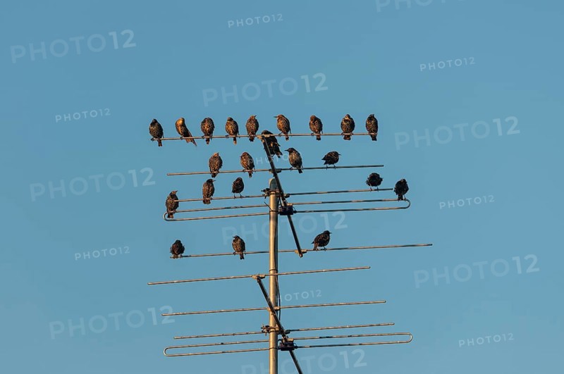 Starlings (Sturnus vulgaris) perched on an aeriel