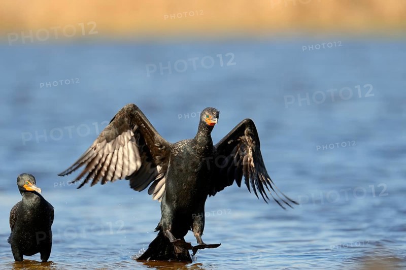 Double-crested Cormorant (Phalacrocorax auritus) landing in the water