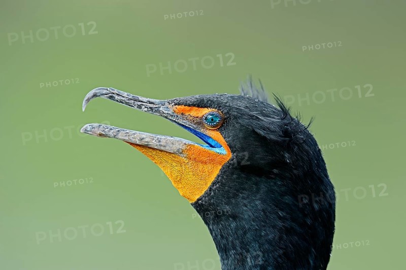 Double-crested Cormorant (Phalacrocorax auritus)