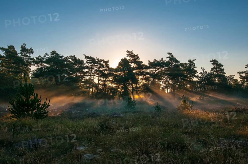 Early morning mood over moorland