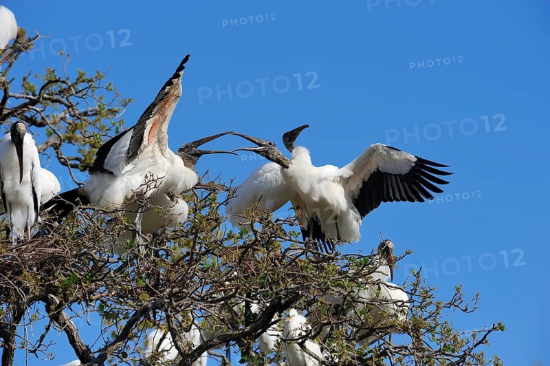 Wood Storks (Mycteria americana) quarraling in a breeding colony