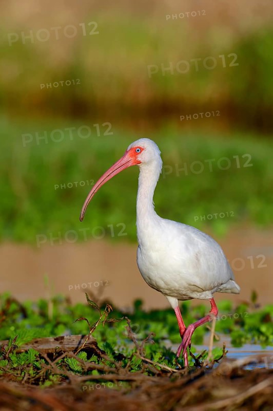 American White Ibis (Eudocimus albus)
