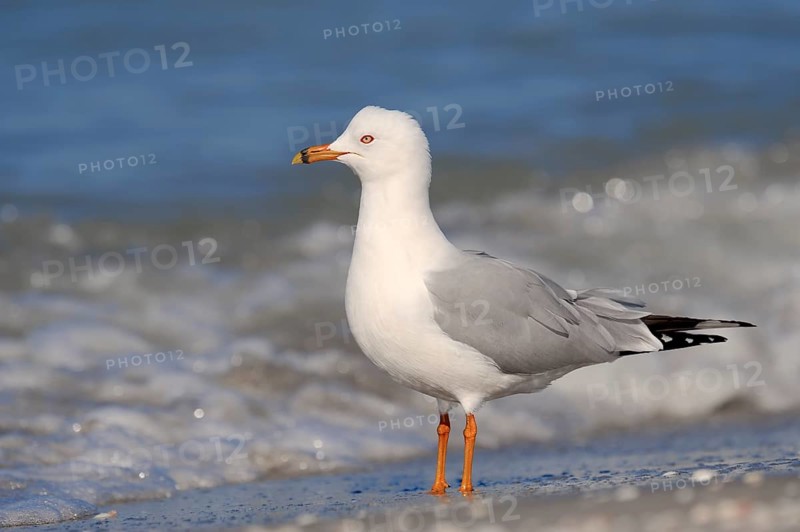 Ring-billed Gull (Larus delawarensis) on the beach