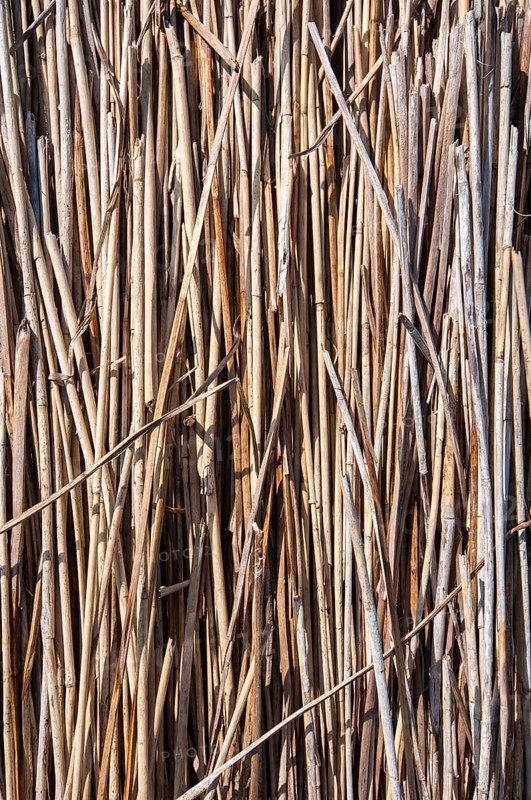 Bundled dried reeds