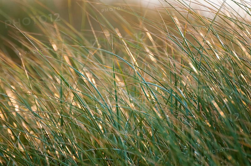 Beach Grass (Ammophila)