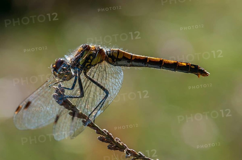 Black Darter or Black Meadowhawk (Sympetrum danae)