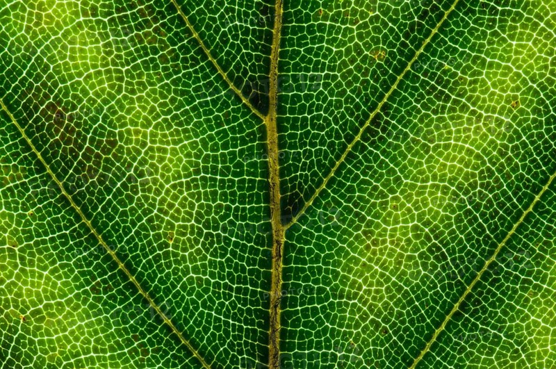 Common Beech or European Beech (Fagus sylvatica) leaf structure in transmitted light