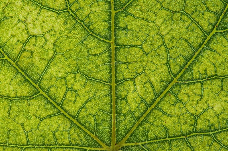Maple (Acer sp.) leaf structure in transmitted light
