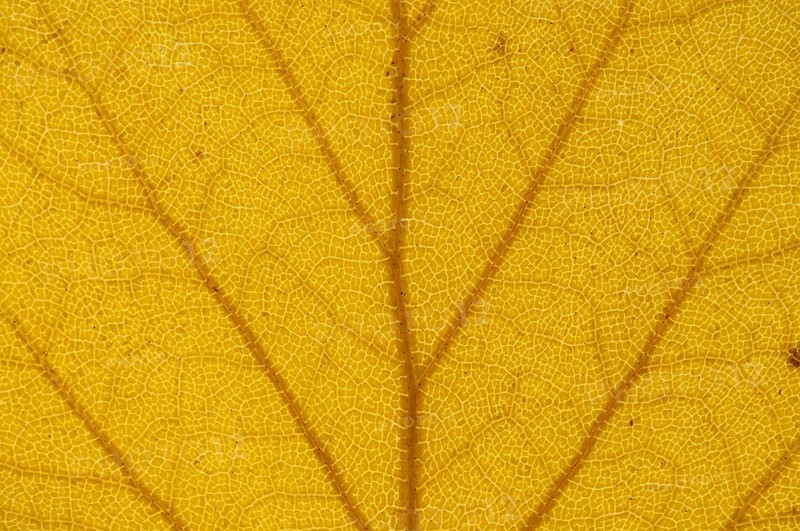 Silver Birch (Betula pendula) leaf structure in transmitted light