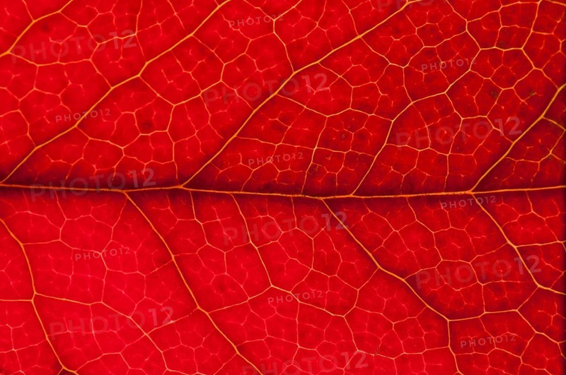 Holly (Ilex aquifolium) leaf structure in transmitted light