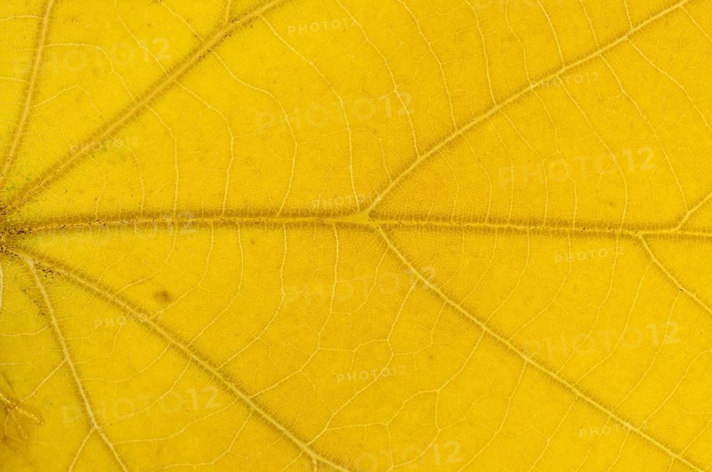 Large-leaved Lime (Tilia platyphyllos) leaf structure in transmitted light