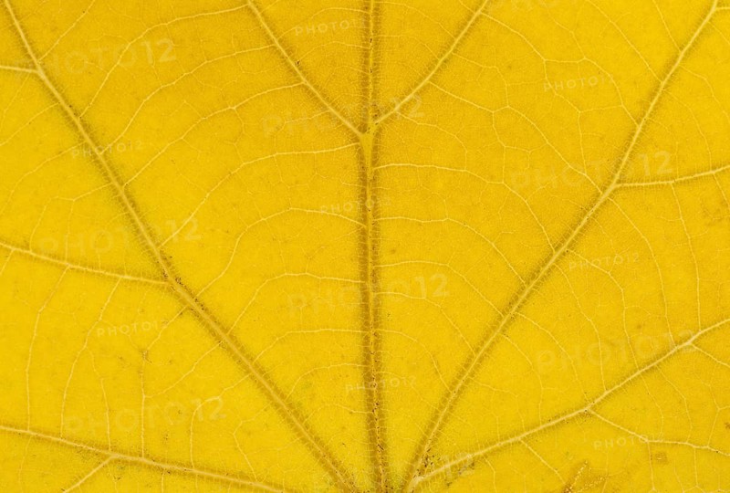Large-leaved Lime (Tilia platyphyllos) leaf structure in transmitted light