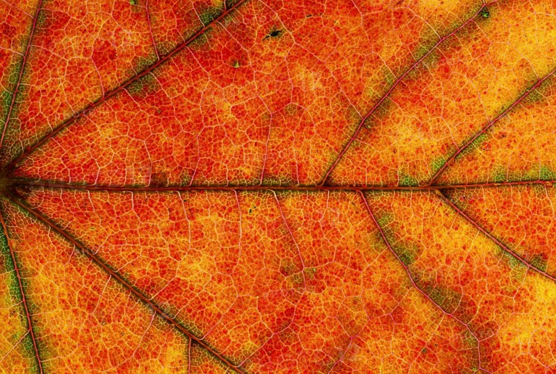 Maple (Acer sp.) leaf structure in transmitted light