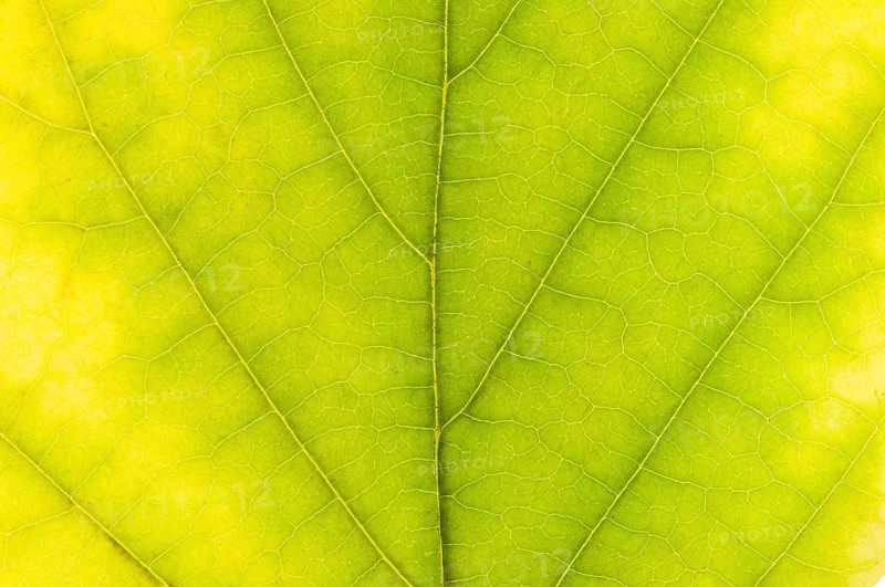 Virginian Witch Hazel (Hamamelis virginiana)