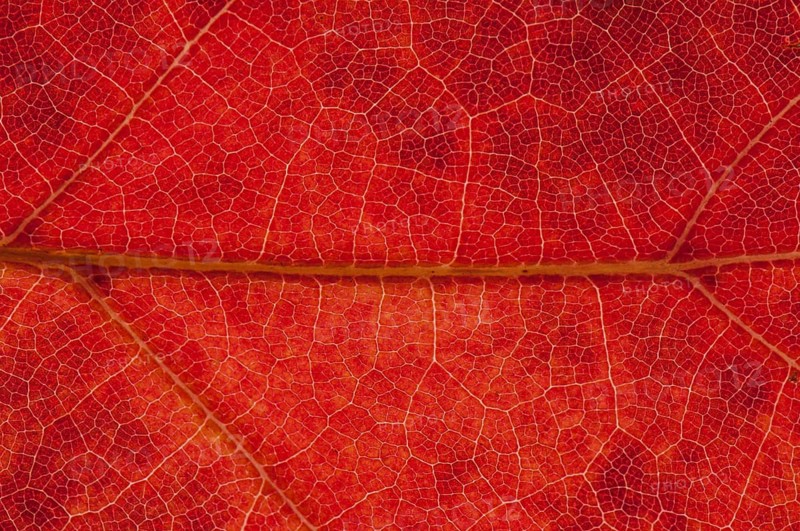 Northern Red Oak or Champion Oak (Quercus rubra)