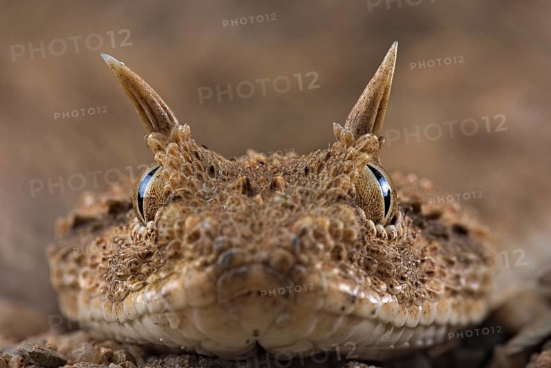Horned viper (Cerastes cerastes)
