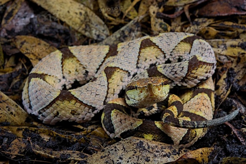 Sharp-nosed viper (Deinagkistrodon acutus)