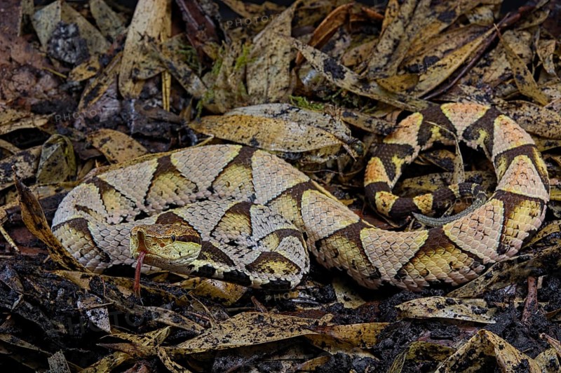 Sharp-nosed viper (Deinagkistrodon acutus)