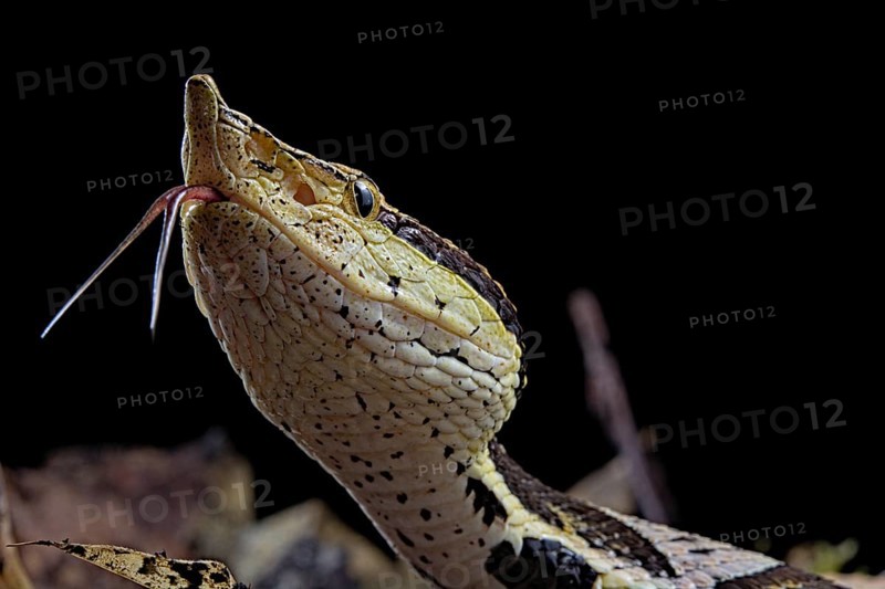 Sharp-nosed viper (Deinagkistrodon acutus)