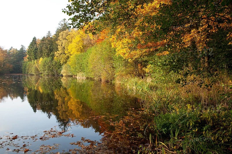 Trees on the Manhagen pond in autumn