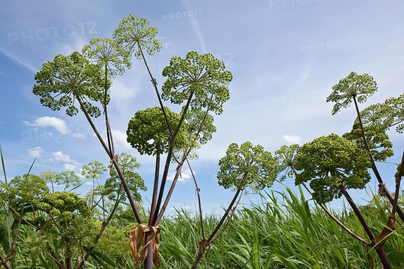 Garden Angelica