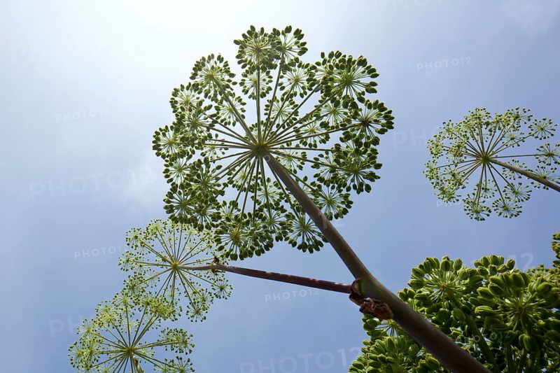 Garden Angelica