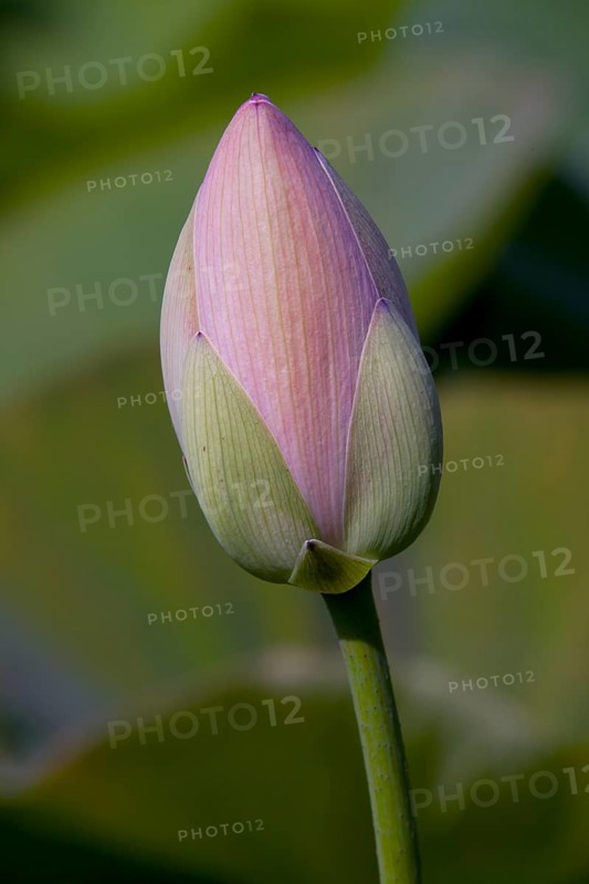 Bud of an Indian Lotus or Sacred Lotus (Nelumbo nucifera)