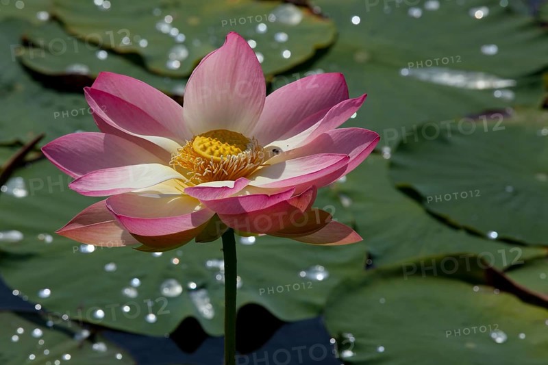 Flower of an Indian Lotus or Sacred Lotus (Nelumbo nucifera)