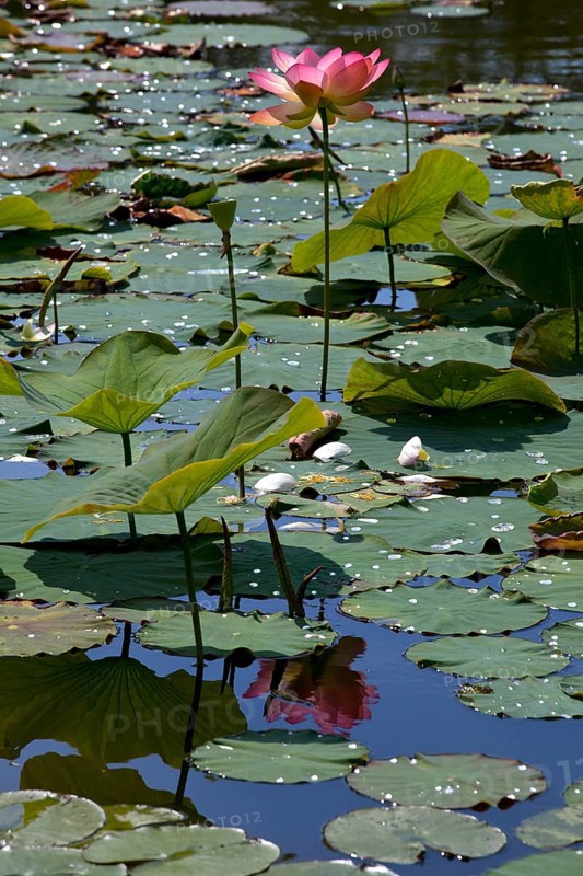 Flower of an Indian Lotus or Sacred Lotus (Nelumbo nucifera)