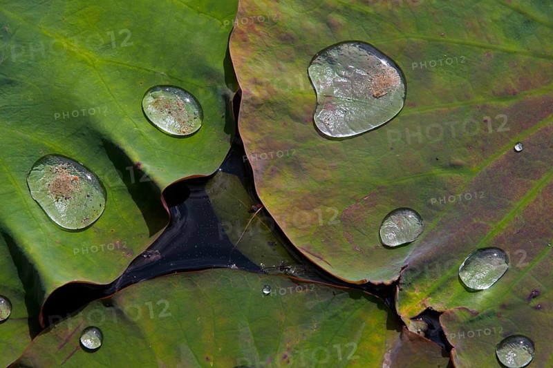 Leaves of an Indian Lotus or Sacred Lotus (Nelumbo nucifera)
