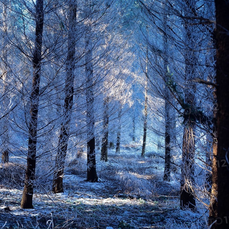 Snowy forest