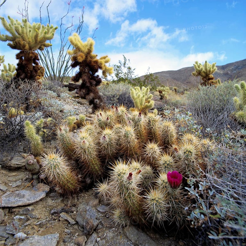 Organ Pipe Cactus National Monument