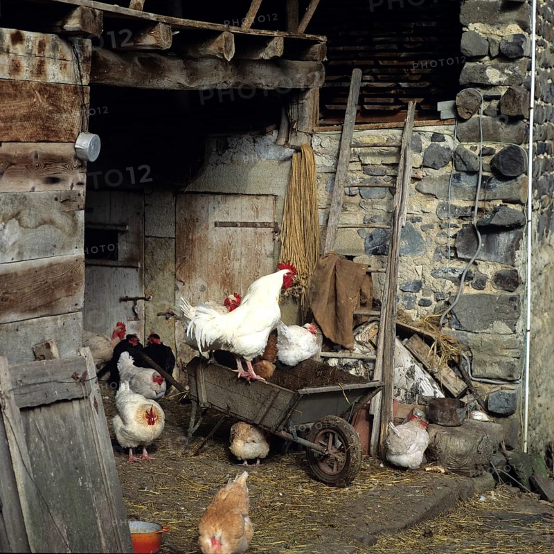 Cock and hens poultry-yard on a farm