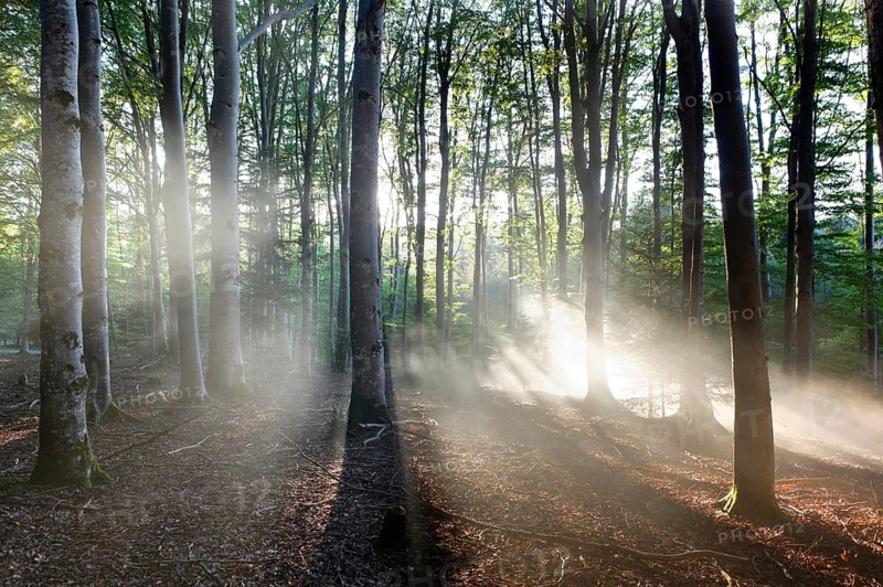 Mist in a beech forest