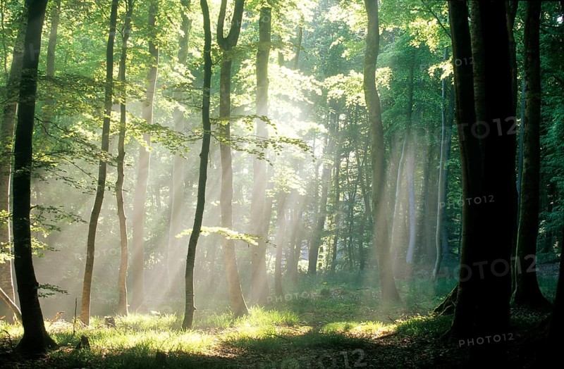 Early morning in the forest
