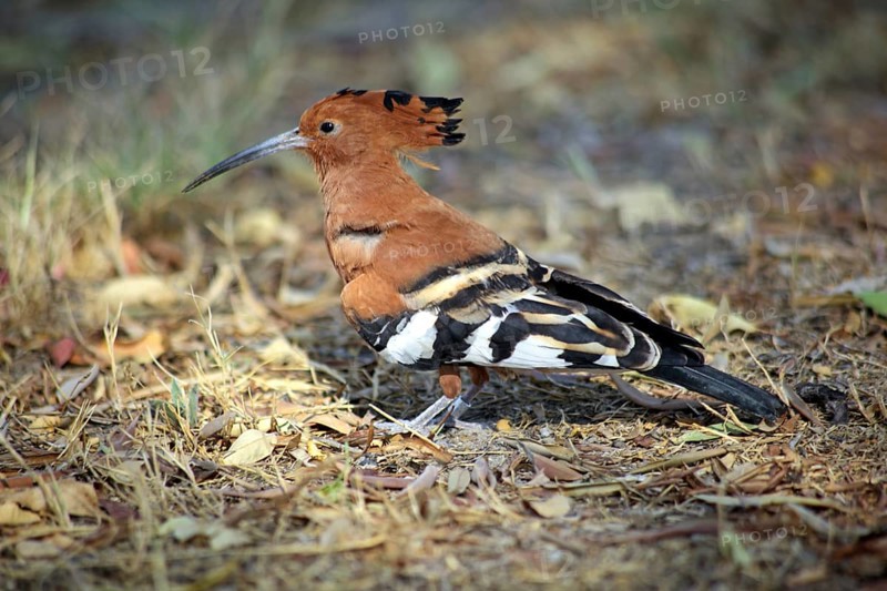 African Hoopoe (Upupa africana)