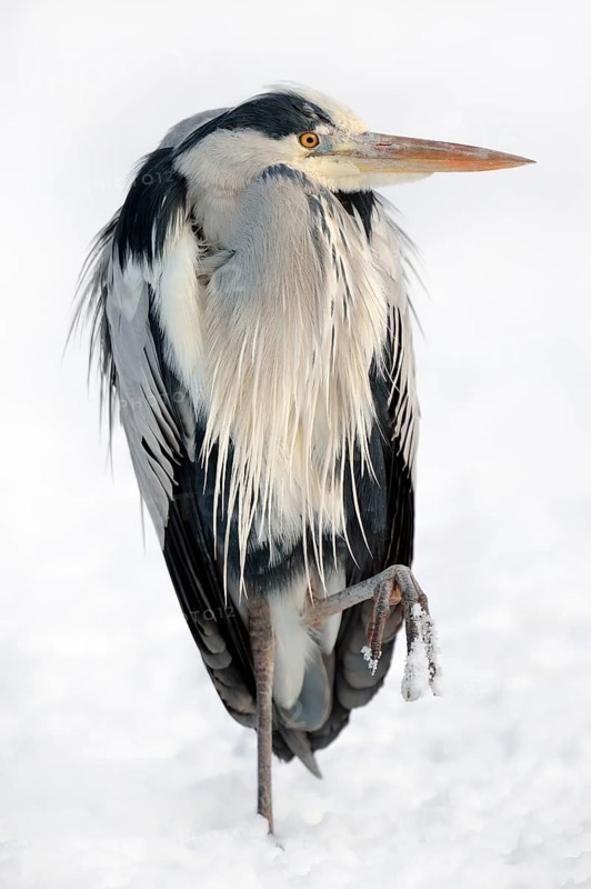 Grey Heron (Ardea cinerea) in winter