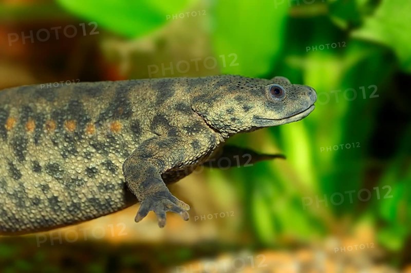 Spanish ribbed newt (Pleurodeles waltl)