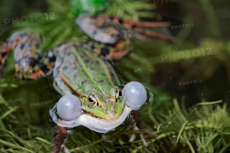 Water frog (Rana esculenta)