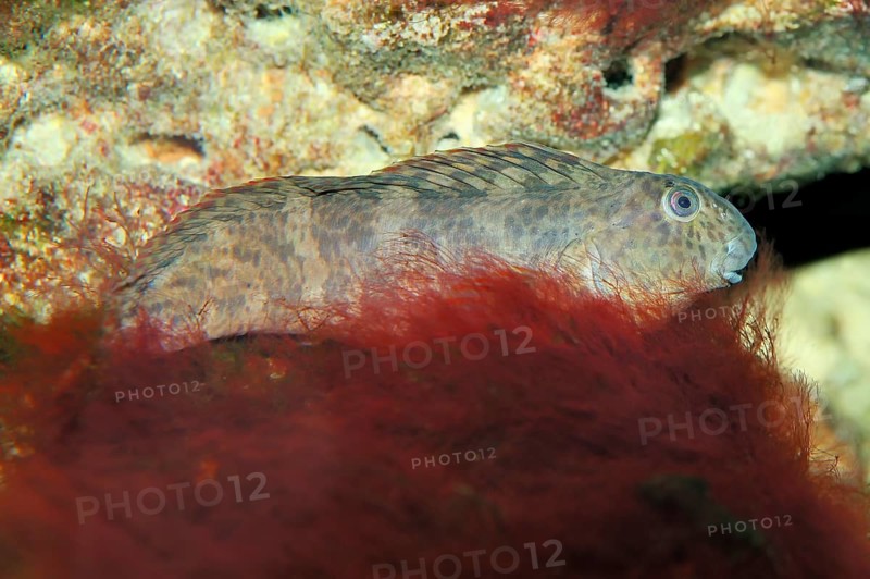 Peacock Blenny (Blennius pavo