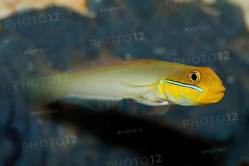 Sleeper Gold Head Goby (Valenciennea strigata)