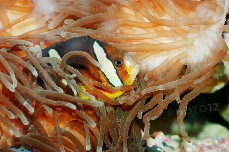 Clark's Anemonefish or Yellowtail Clownfish (Amphiprion clarki)