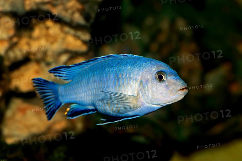Powder Blue Cichlid (Pseudotropheus socolofi)