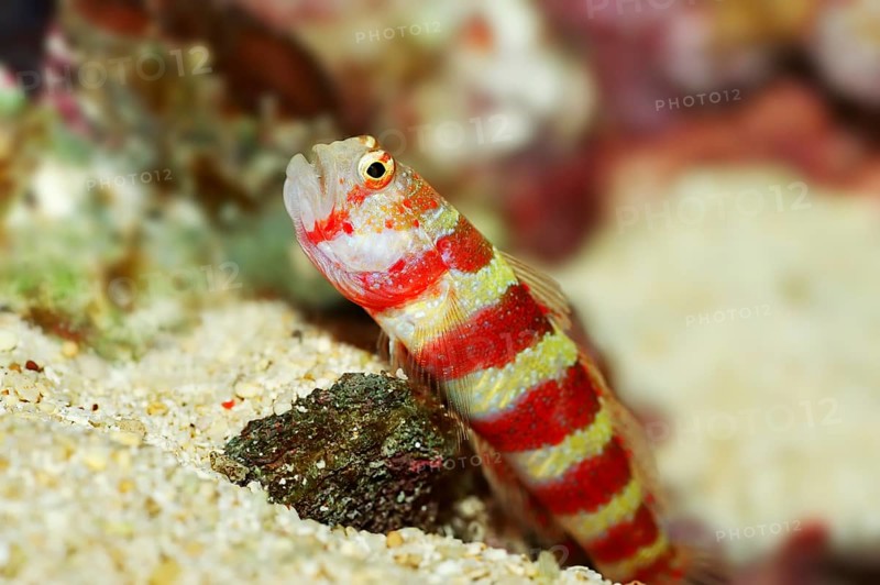 Wheeler's Watchman Goby or Burgundy Shrimpgoby (Amblyeleotris wheeleri