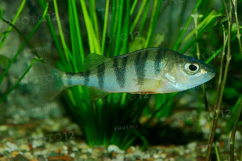 European Perch (Perca fluviatilis)