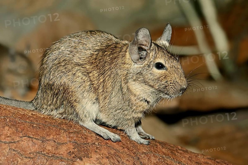 Common Degu (Octodon degus)