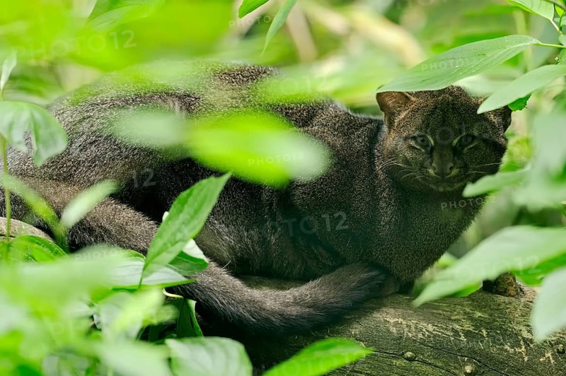 Jaguarundi (Herpailurus yagouaroundi