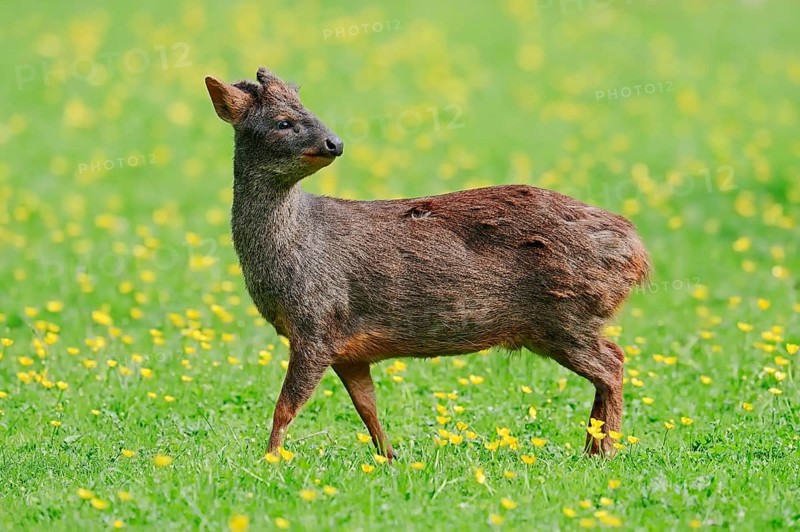 Southern Pudu (Pudu pudu)